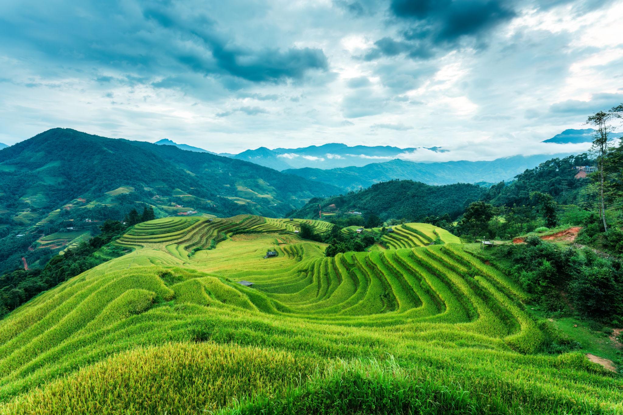 Lush green rice terraces in Hoang Su Phi during summer