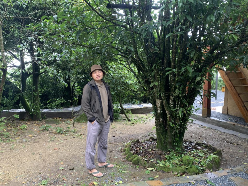 A visitor standing beside an old tea tree at Chieu Lau Thi Lodge in Hoang Su Phi